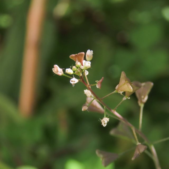 Capsella rubella — flower