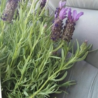 Lavandula stoechas — flower