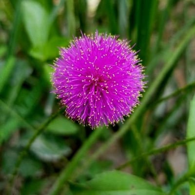 Mimosa quadrivalvis — flower