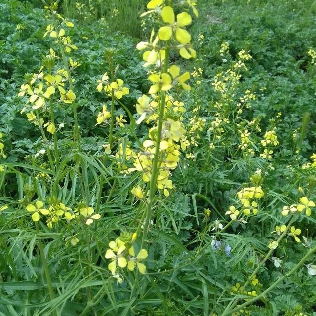 Erucastrum gallicum — flower
