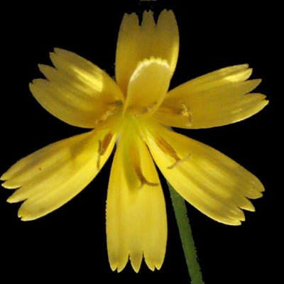 Rhagadiolus stellatus — flower