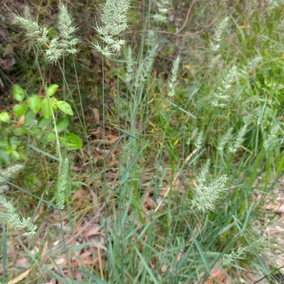 Echinopogon caespitosus — habit