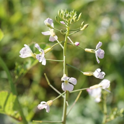 Brassica cretica — flower