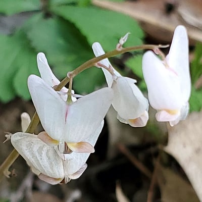 Dicentra cucullaria — flower