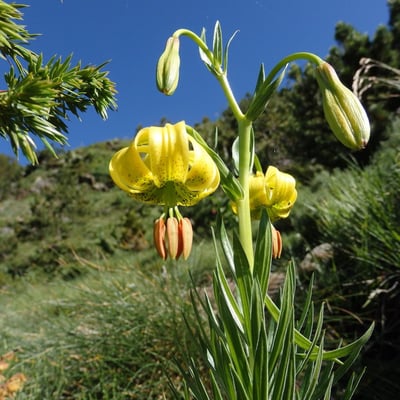 Lilium pyrenaicum — flower