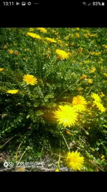 Perennial hyoseris