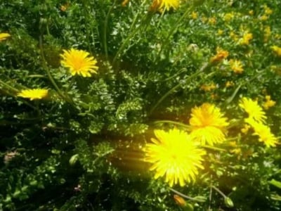 Perennial hyoseris
