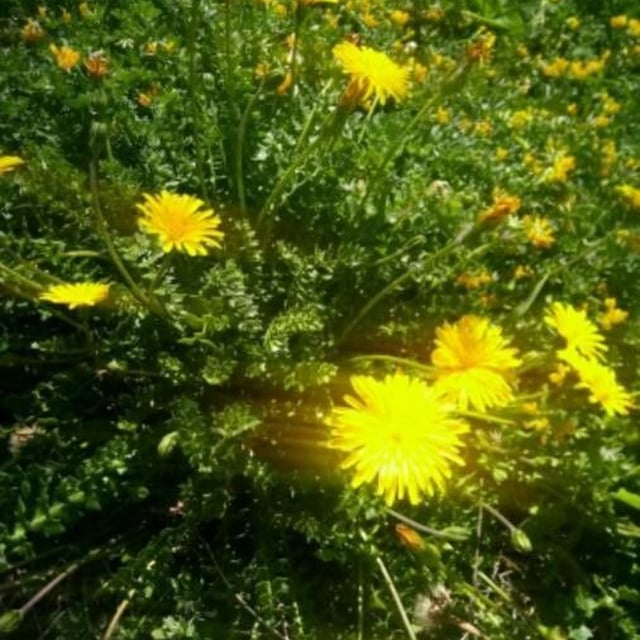 Hyoseris radiata — flower