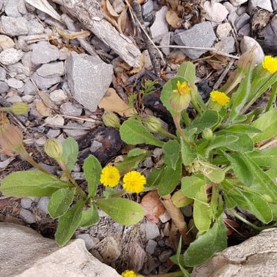 Hedypnois rhagadioloides — flower