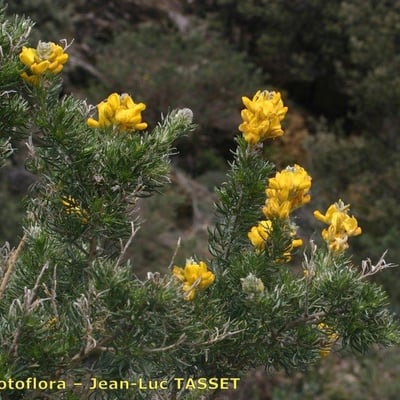 Adenocarpus decorticans — habit