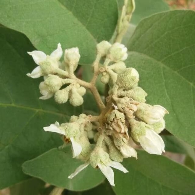 Solanum erianthum — flower