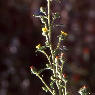 Dittrichia graveolens — flower