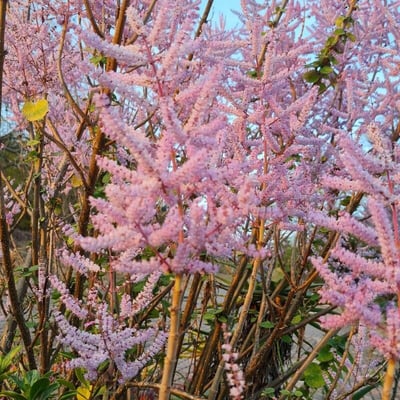 Tetradenia riparia — flower