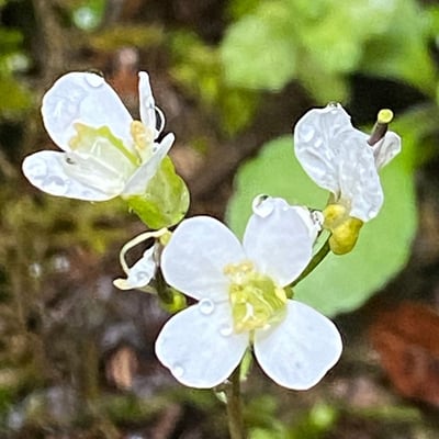 Arabis alpina — flower