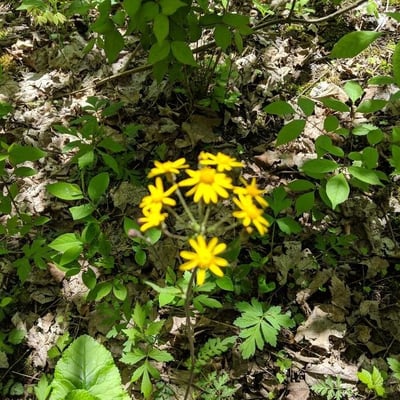 Chrysopsis mariana — flower