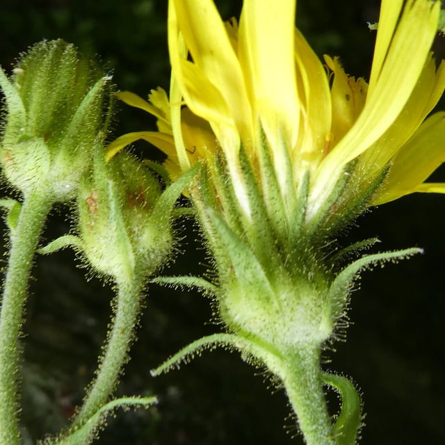 Hieracium amplexicaule — flower