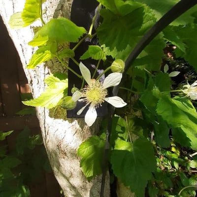 Rubus gratus — flower