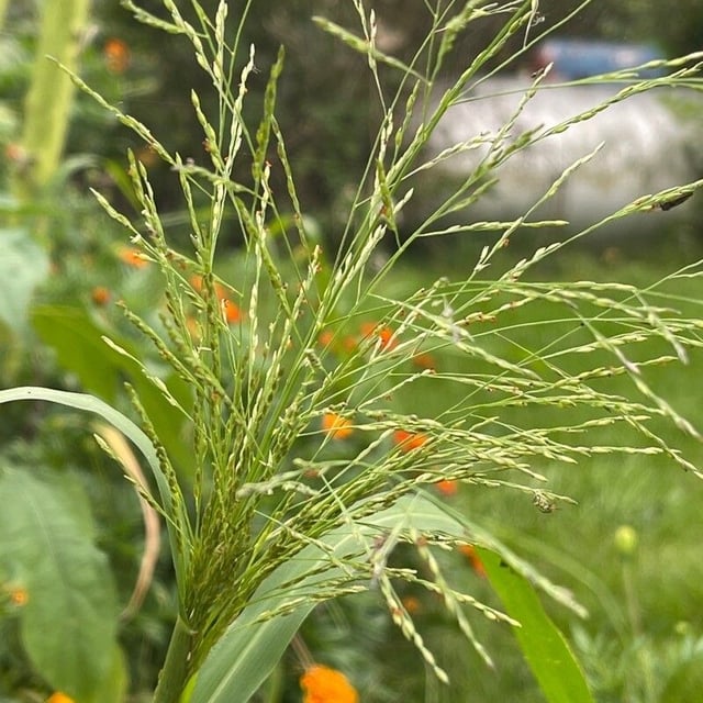 Panicum dichotomiflorum — flower