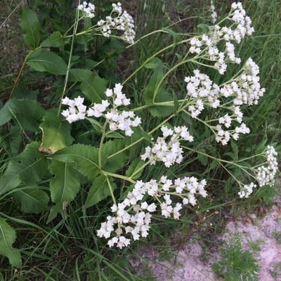 Parthenium integrifolium — flower