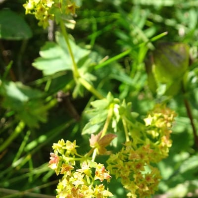 Alchemilla glabra — flower