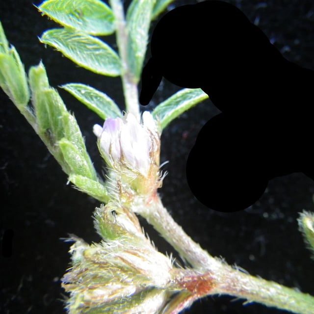 Astragalus sesameus — flower
