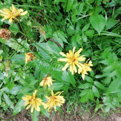 Crepis paludosa — flower