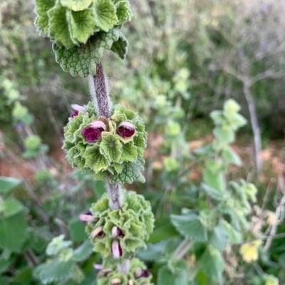 Ballota hirsuta — flower