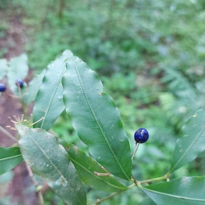 Psychotria leiocarpa — leaf