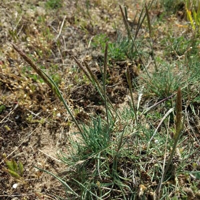 Koeleria glauca — flower