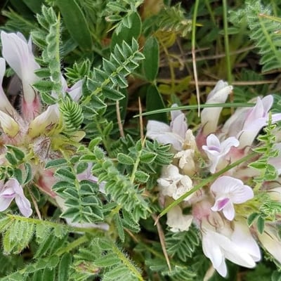 Astragalus sempervirens — flower