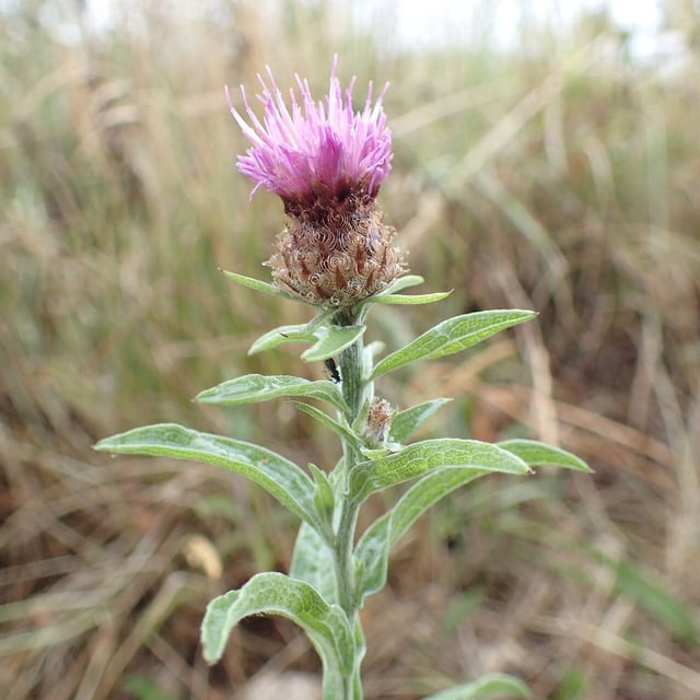 Centaurea decipiens — flower