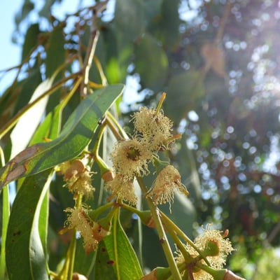 Eucalyptus camaldulensis — flower