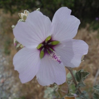 Malva subovata — flower