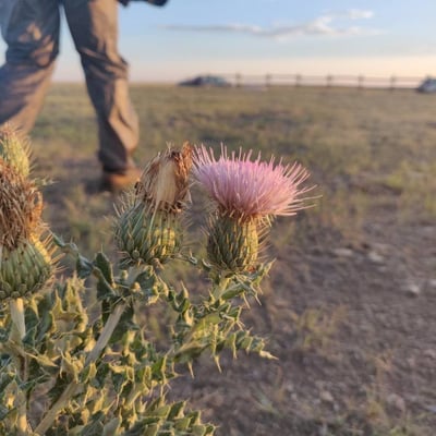 Cirsium undulatum — flower
