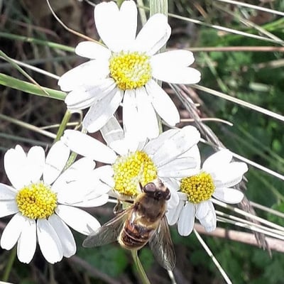 Tanacetum corymbosum — flower