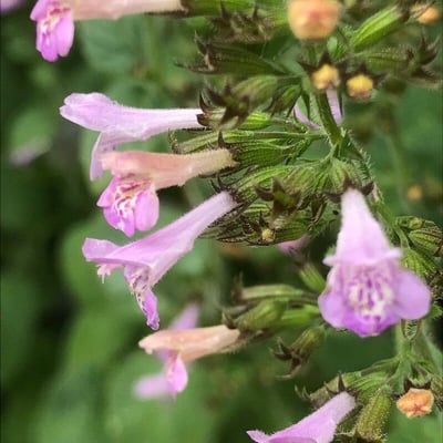 Clinopodium menthifolium — flower