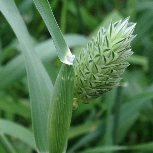 Phalaris canariensis — flower