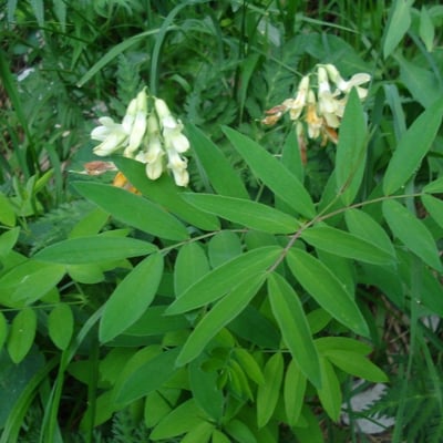 Astragalus frigidus — flower