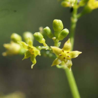 Rubia tinctorum — flower