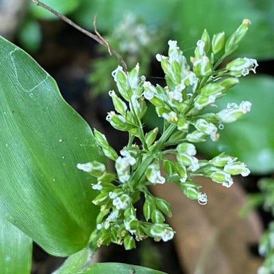 Ichnanthus pallens — leaf