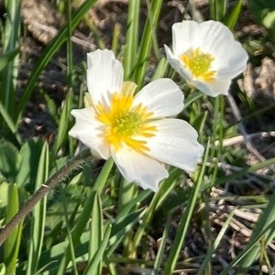 Ranunculus kuepferi — flower