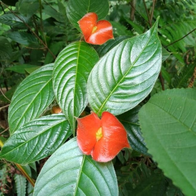 Palicourea tomentosa — flower