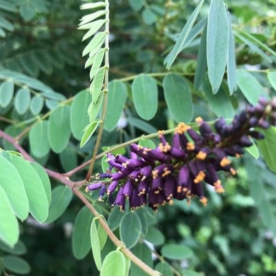 Amorpha canescens — flower
