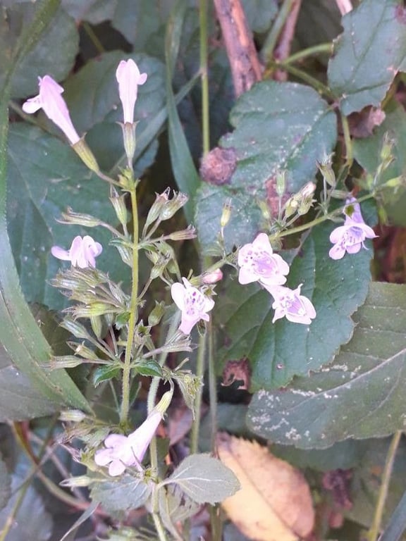 Lesser calamint
