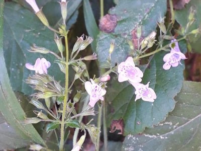 Lesser calamint