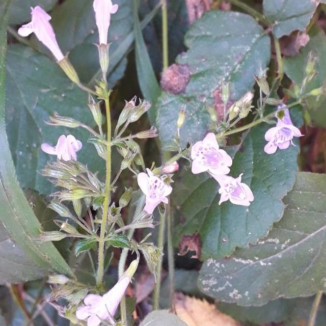 Clinopodium nepeta — flower