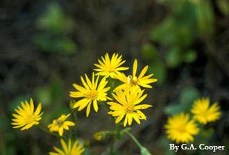 Maryland golden-aster