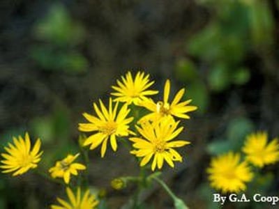 Maryland golden-aster