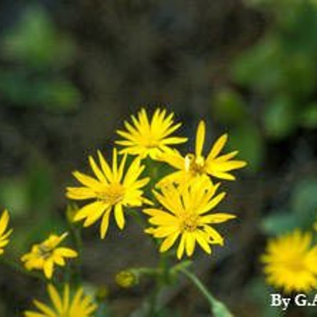 Chrysopsis mariana — flower