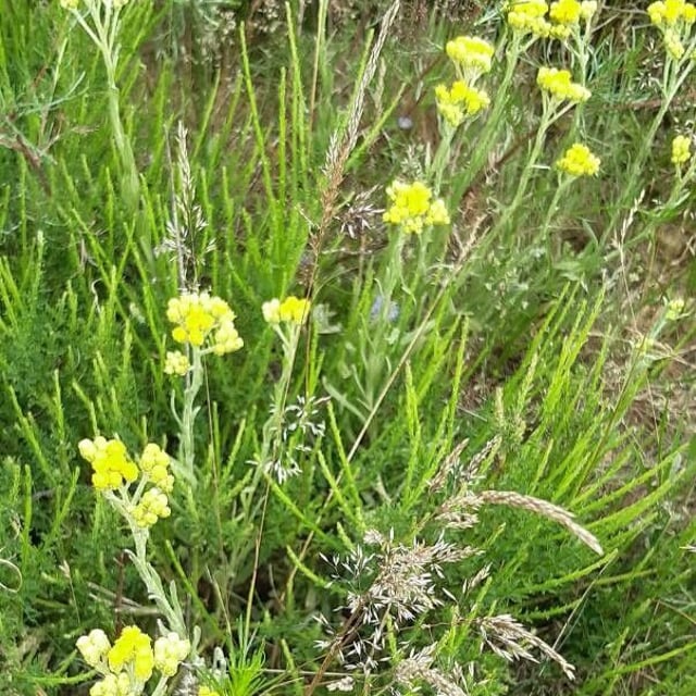 Helichrysum arenarium — flower
